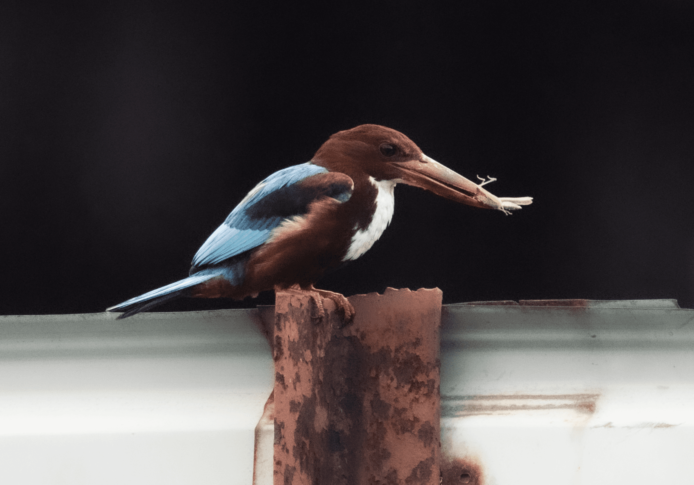 Wildlife photography