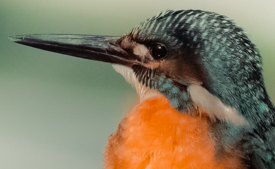 Wildlife photography